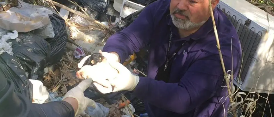 Gettano cuccioli nella spazzatura a Cosenza: salvati dalla Polizia municipale (VIDEO)