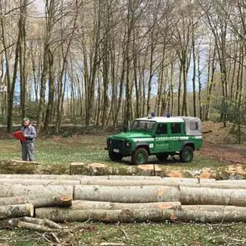 Cittanova, abbattono 689 alberi: 6 persone denunciate