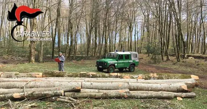 Cittanova, abbattono 689 alberi: 6 persone denunciate