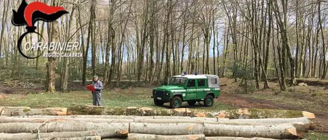 Cittanova, abbattono 689 alberi: 6 persone denunciate