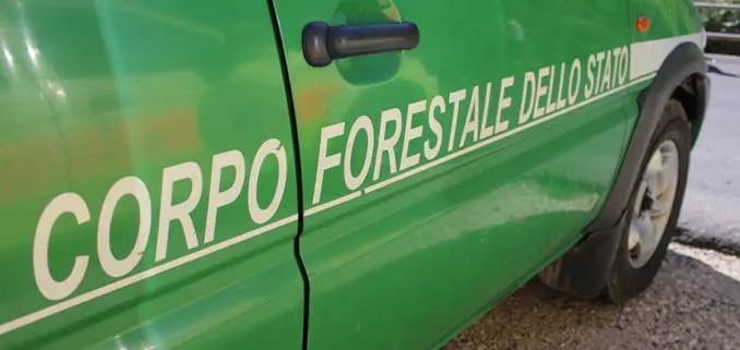 Pista abusiva nel bosco, denunciato il titolare di un'impresa