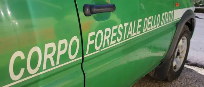 Pista abusiva nel bosco, denunciato il titolare di un'impresa