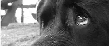 Corigliano Calabro, trascinano con un cappio al collo una cagnetta: è grave