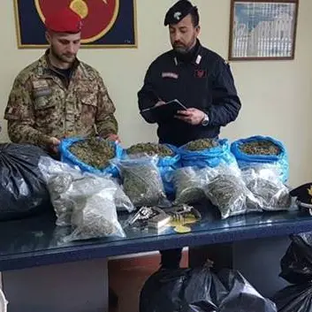 Quaranta chili di marijuana nei sacchi della spazzatura: 2 arresti nel Vibonese