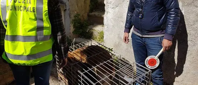 Lotta al randagismo, riprendono le attività di cattura a Cosenza