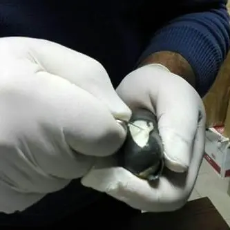 Cosenza, arrestato un “ovulatore” con 60 grammi di eroina nel corpo