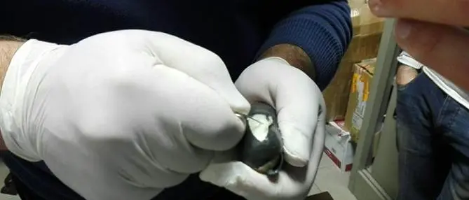 Cosenza, arrestato un “ovulatore” con 60 grammi di eroina nel corpo