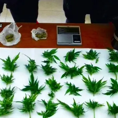 In casa con due piante di marijuana, un arresto a Reggio