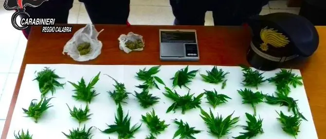 In casa con due piante di marijuana, un arresto a Reggio