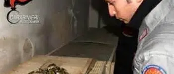 Bracconaggio: due denunce a Scilla