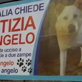 Cane torturato e ucciso a Sangineto, al via il processo