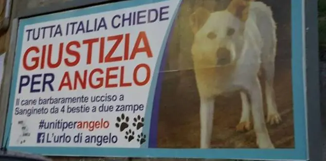 Cane torturato e ucciso a Sangineto, al via il processo