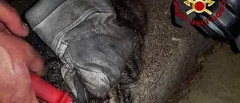 Crotone, gattino con la testa in una lattina: salvato dai Vigili del fuoco