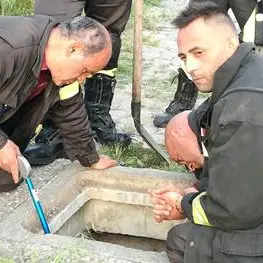 Due gattini caduti in un pozzetto: intervengono i Vigili del fuoco a Lamezia