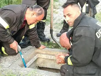 Due gattini caduti in un pozzetto: intervengono i Vigili del fuoco a Lamezia