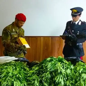 Maxi-piantagione di canapa indiana: un arresto nel Reggino
