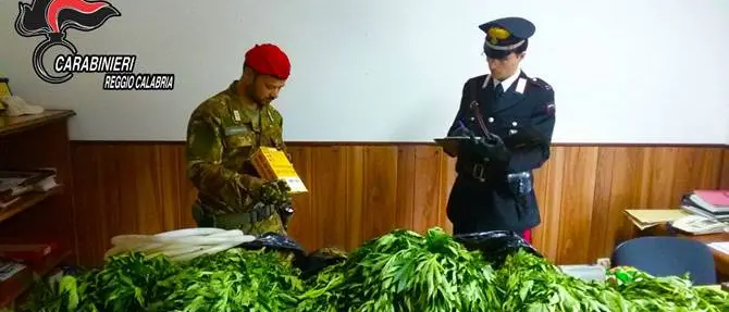 Maxi-piantagione di canapa indiana: un arresto nel Reggino
