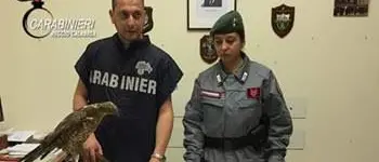 Bracconaggio nei confronti di rapaci migratori: 3 arresti nel Reggino
