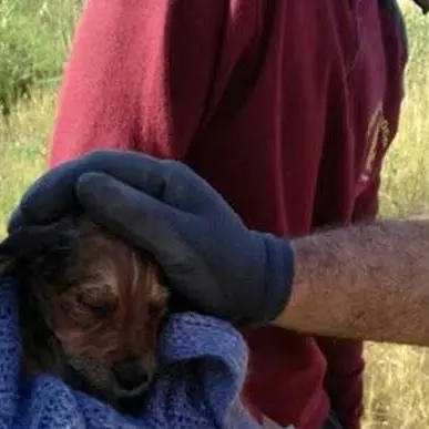 Reggio: cuccioli di meticcio salvati dai Vigili del fuoco