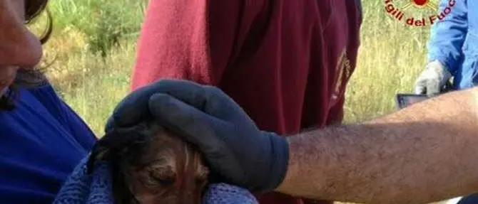 Reggio: cuccioli di meticcio salvati dai Vigili del fuoco
