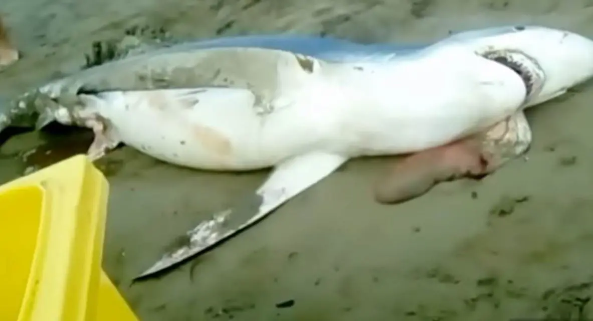 Squalo si spiaggia a Villapiana e partorisce decine di cuccioli (VIDEO)