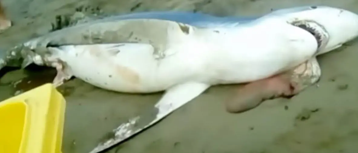 Squalo si spiaggia a Villapiana e partorisce decine di cuccioli (VIDEO)