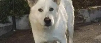 Cane ucciso a Sangineto: presidio delle associazioni a Paola per processo