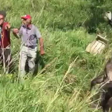 Catanzaro, bovino precipita in un canale: salvato dai vigili del fuoco (Video)