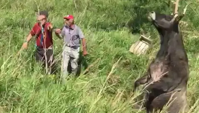 Catanzaro, bovino precipita in un canale: salvato dai vigili del fuoco (Video)