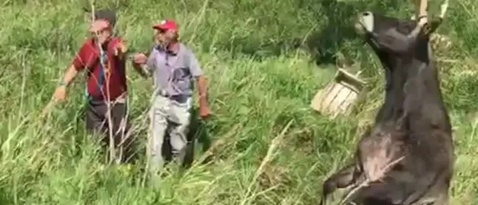 Catanzaro, bovino precipita in un canale: salvato dai vigili del fuoco (Video)