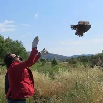 Rende, il falco curato nel Cras torna a volare