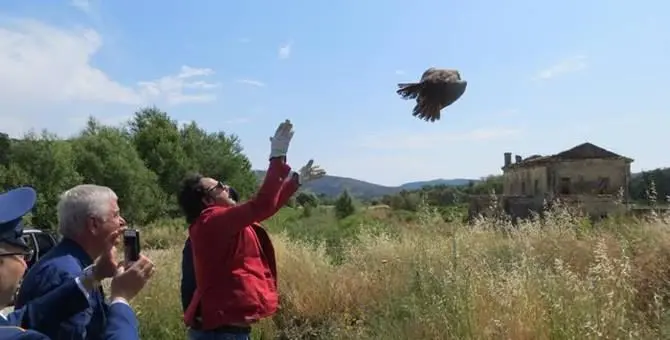 Rende, il falco curato nel Cras torna a volare