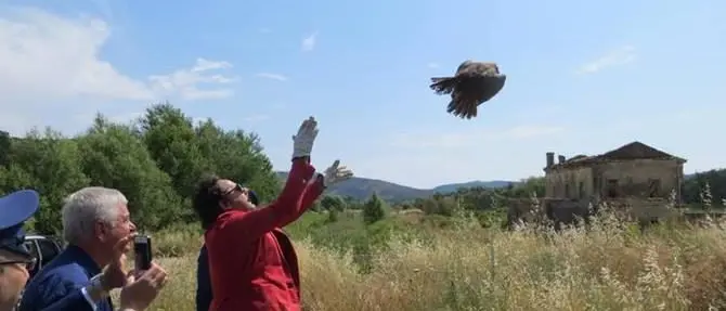 Rende, il falco curato nel Cras torna a volare