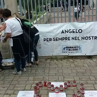 Processo per la morte del cane Angelo, attesa la sentenza