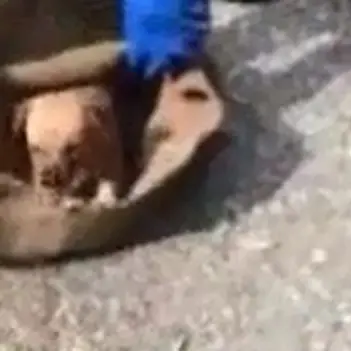 Cuccioli rinchiusi in un sacco e abbandonati: salvati (VIDEO)