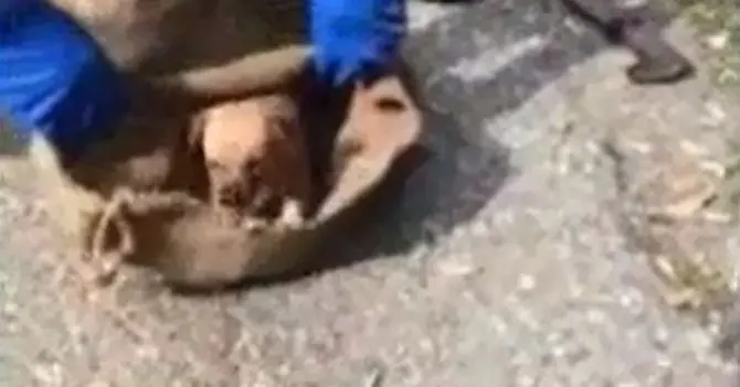 Cuccioli rinchiusi in un sacco e abbandonati: salvati (VIDEO)