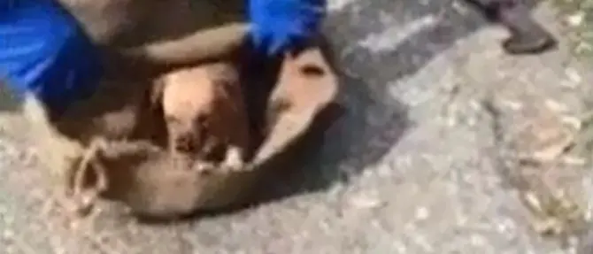 Cuccioli rinchiusi in un sacco e abbandonati: salvati (VIDEO)