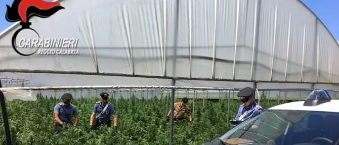 Gioia Tauro, 15mila piante di canapa coltivate in serra