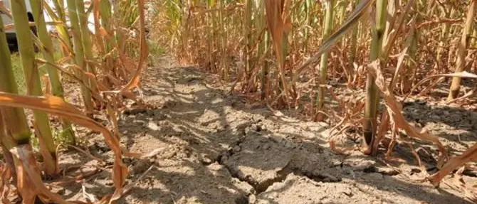 Siccità, in Calabria è allarme estate. Si teme fino -50% di acqua