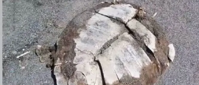 Lamezia, ritrovata una tartaruga spiaggiata