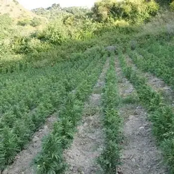 Siderno, rinvenute oltre 5mila piante di canapa e un essiccatoio