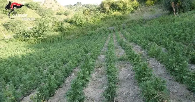 Siderno, rinvenute oltre 5mila piante di canapa e un essiccatoio