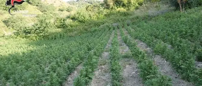 Siderno, rinvenute oltre 5mila piante di canapa e un essiccatoio