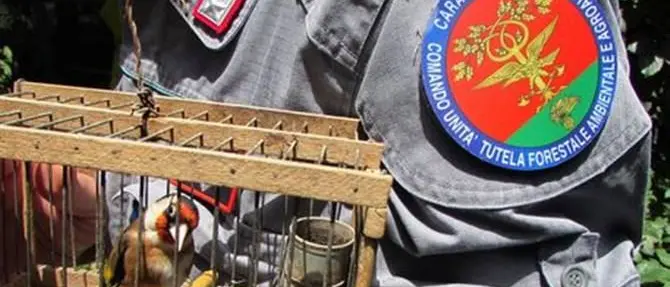 Caccia con modalità illegali nel Reggino: 3 denunce