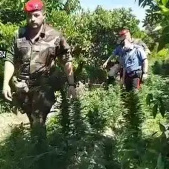 Scoperta piantagione di canapa nel Reggino: avrebbe fruttato 200mila euro