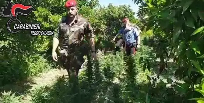 Scoperta piantagione di canapa nel Reggino: avrebbe fruttato 200mila euro