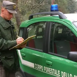 Abbattuti illegalmente 464 pini a Cotronei, due denunce