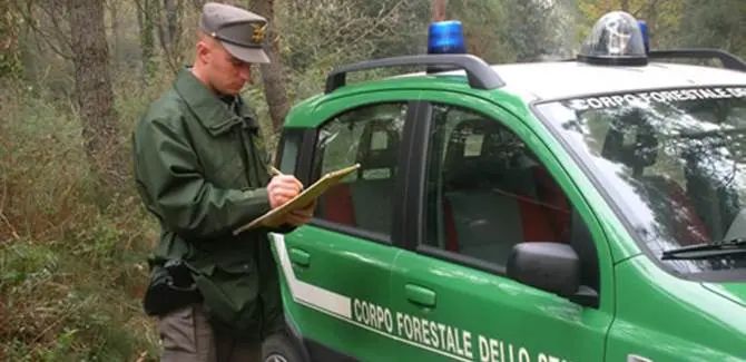 Abbattuti illegalmente 464 pini a Cotronei, due denunce