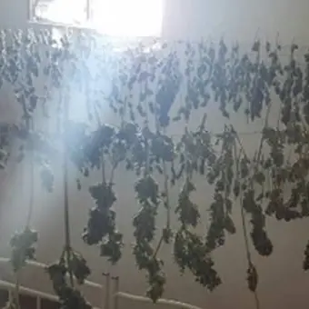 Nicotera: 12 chili di marijuana in un casolare abbandonato