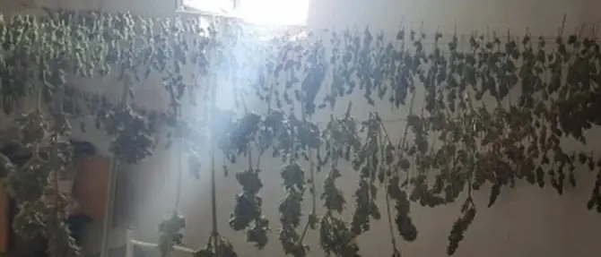 Nicotera: 12 chili di marijuana in un casolare abbandonato
